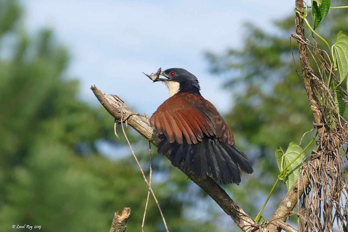 Coucal du Sénégal - ML169434931