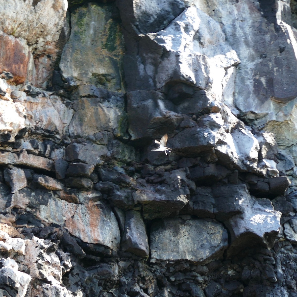 Petrel de Galápagos - ML169435951