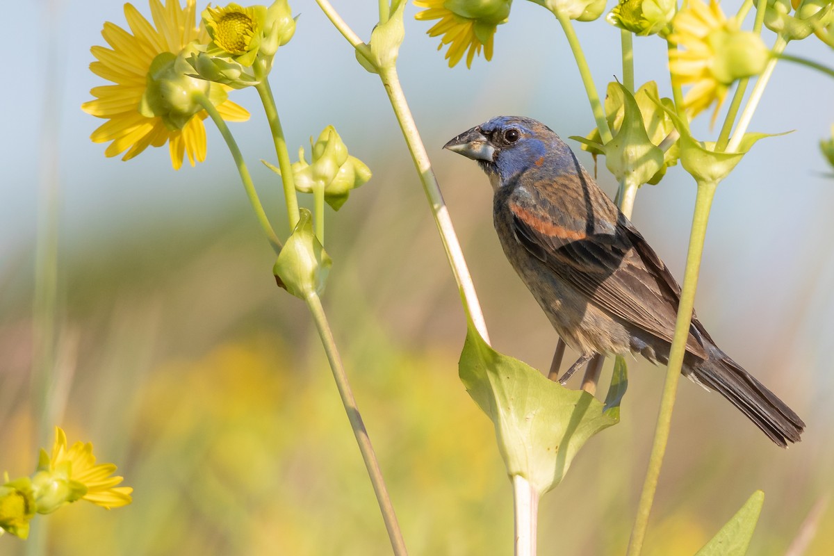 Blue Grosbeak - ML169435981