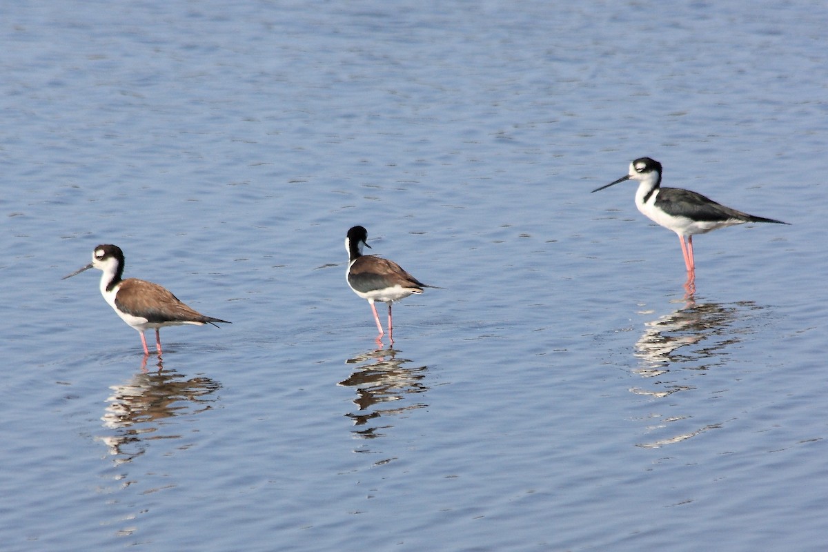 Black-necked Stilt - Manfred Bienert