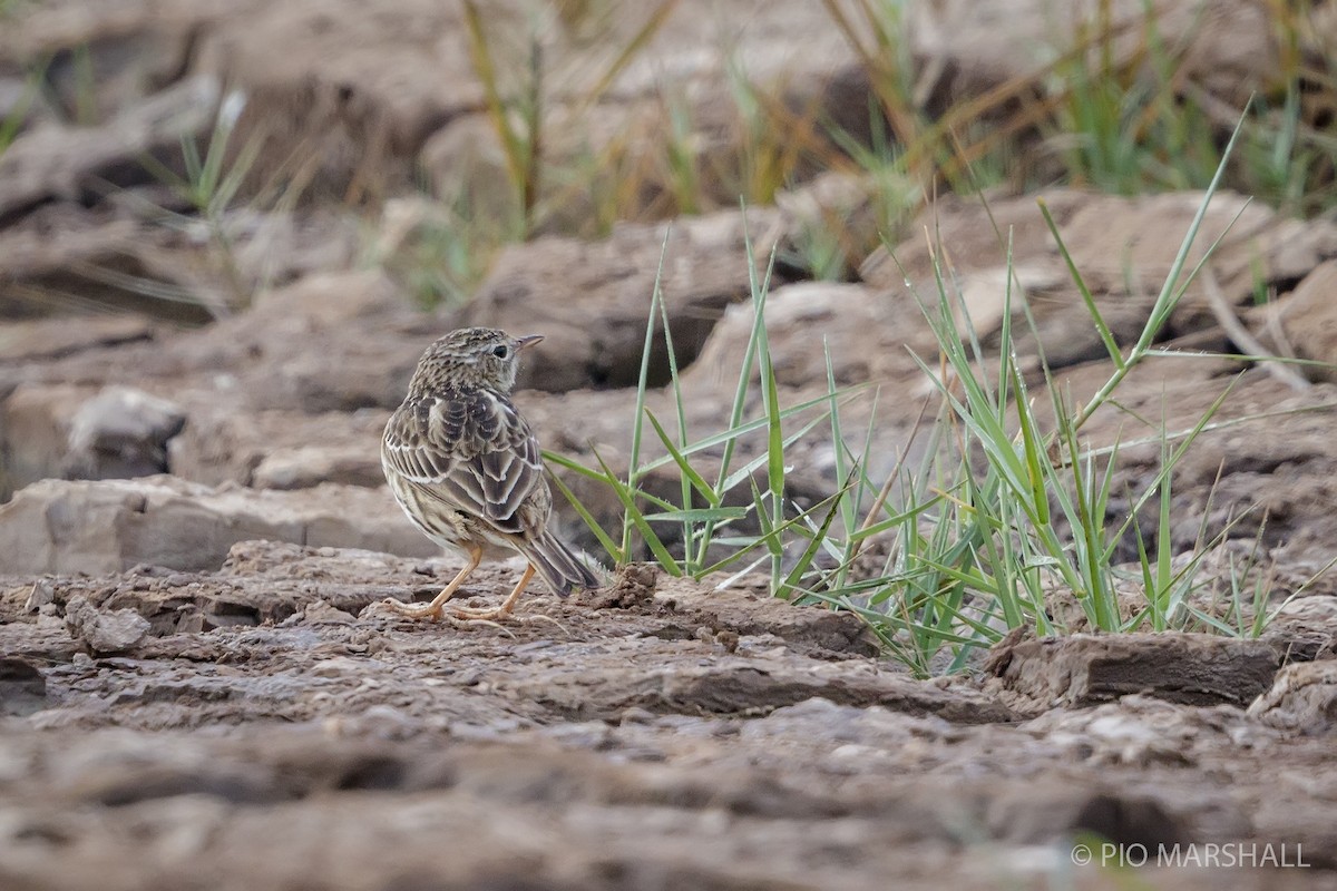 Peruvian Pipit - ML169437711
