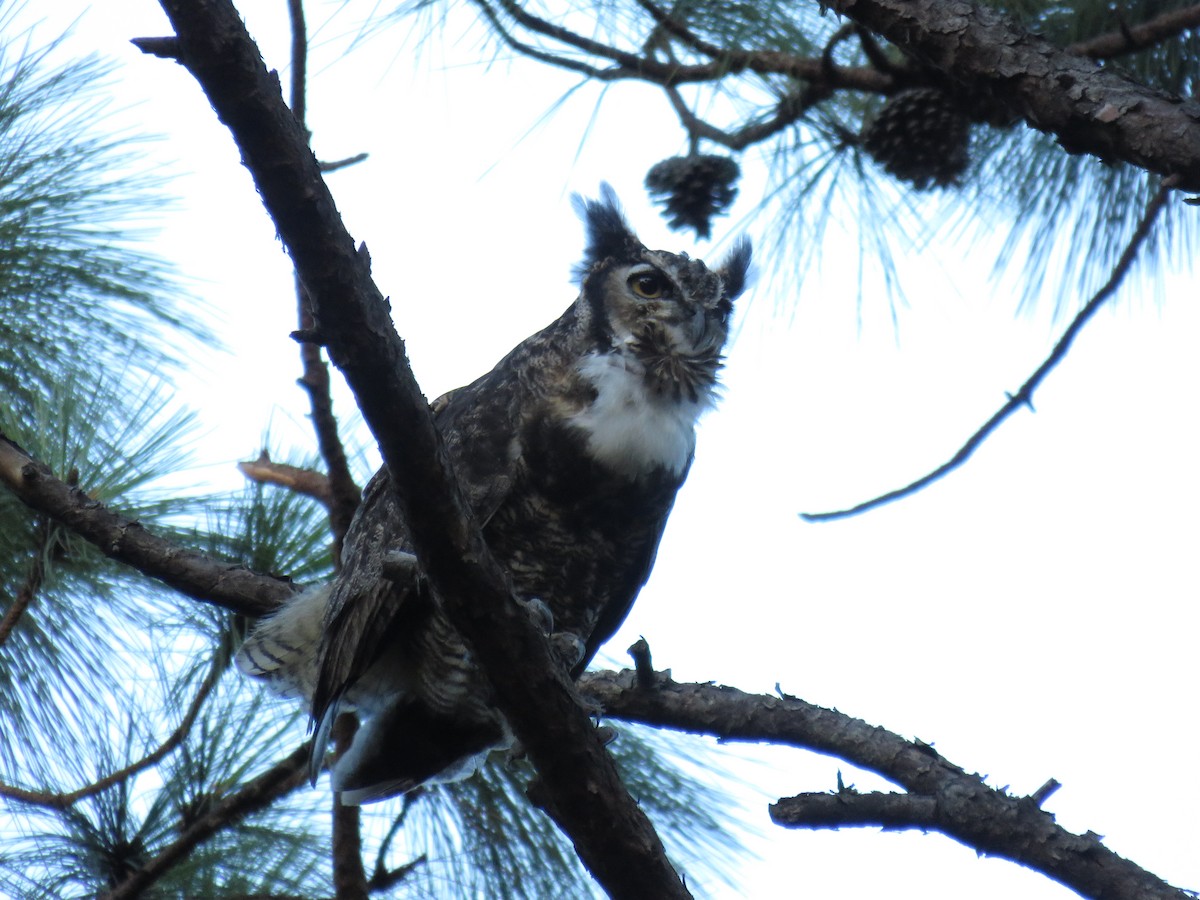 Great Horned Owl - ML169437811