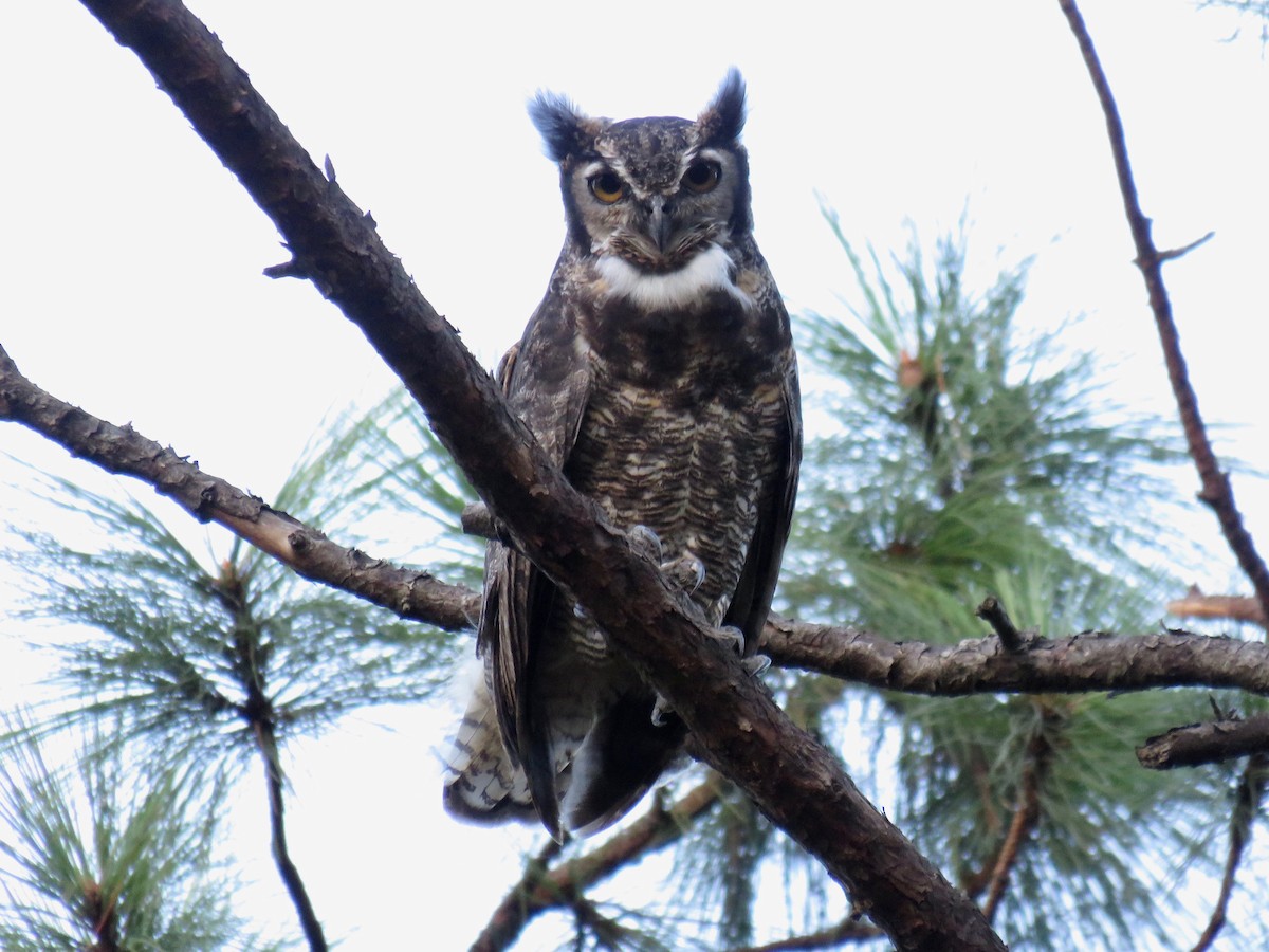 Great Horned Owl - ML169438161