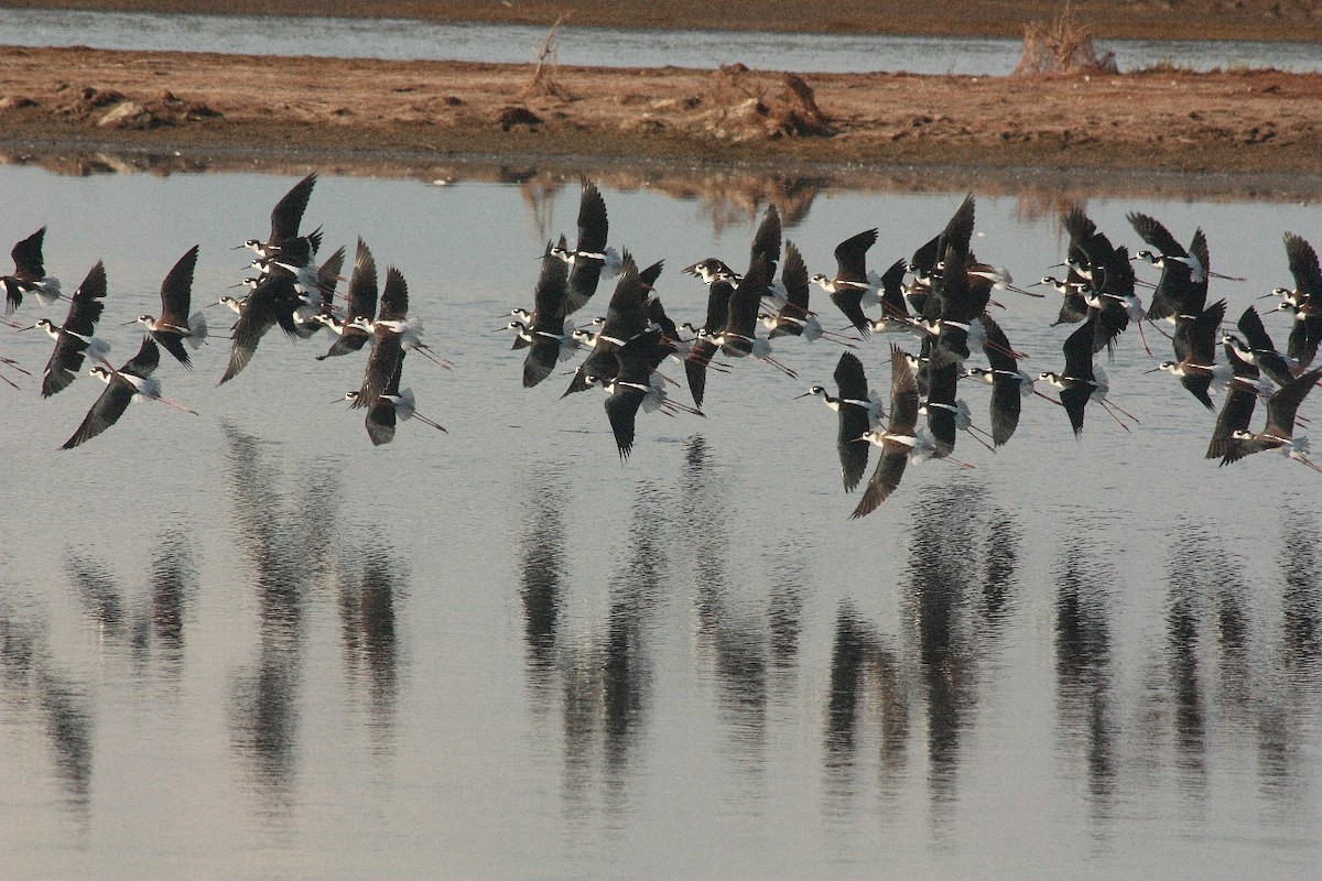 Black-necked Stilt - Manfred Bienert