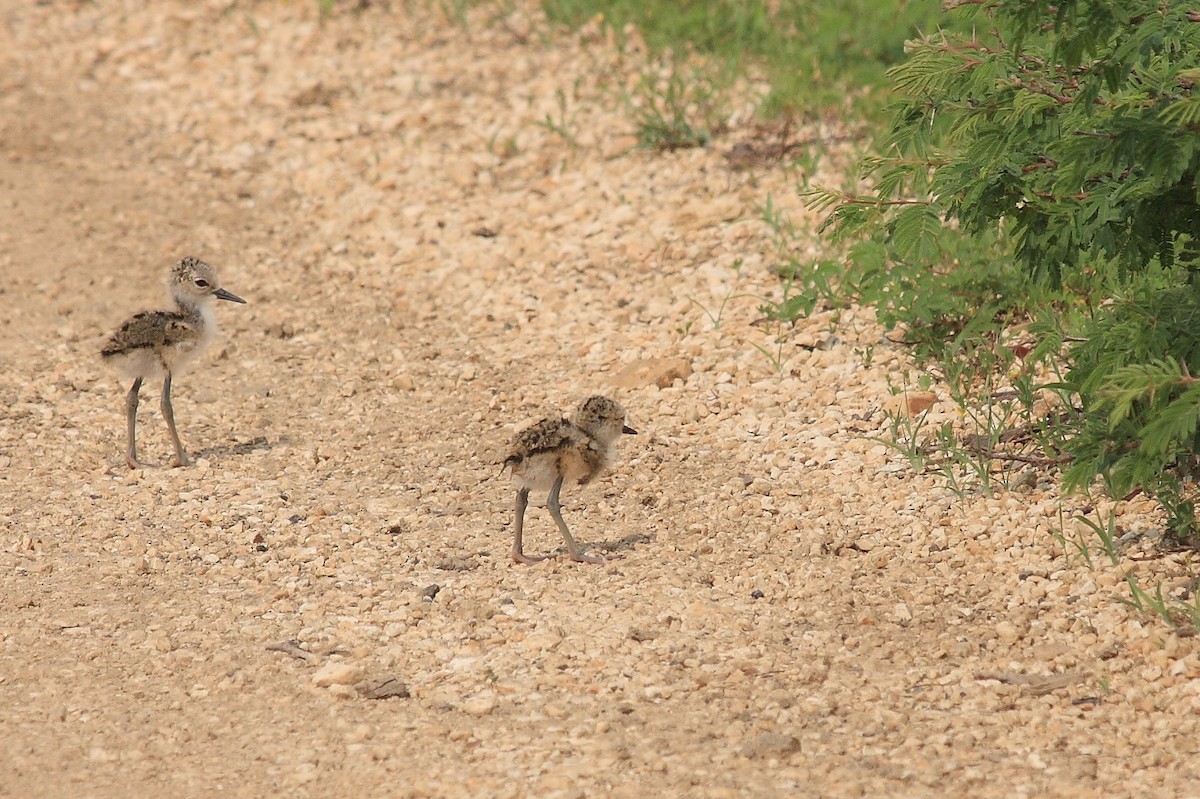 Black-necked Stilt - ML169439181