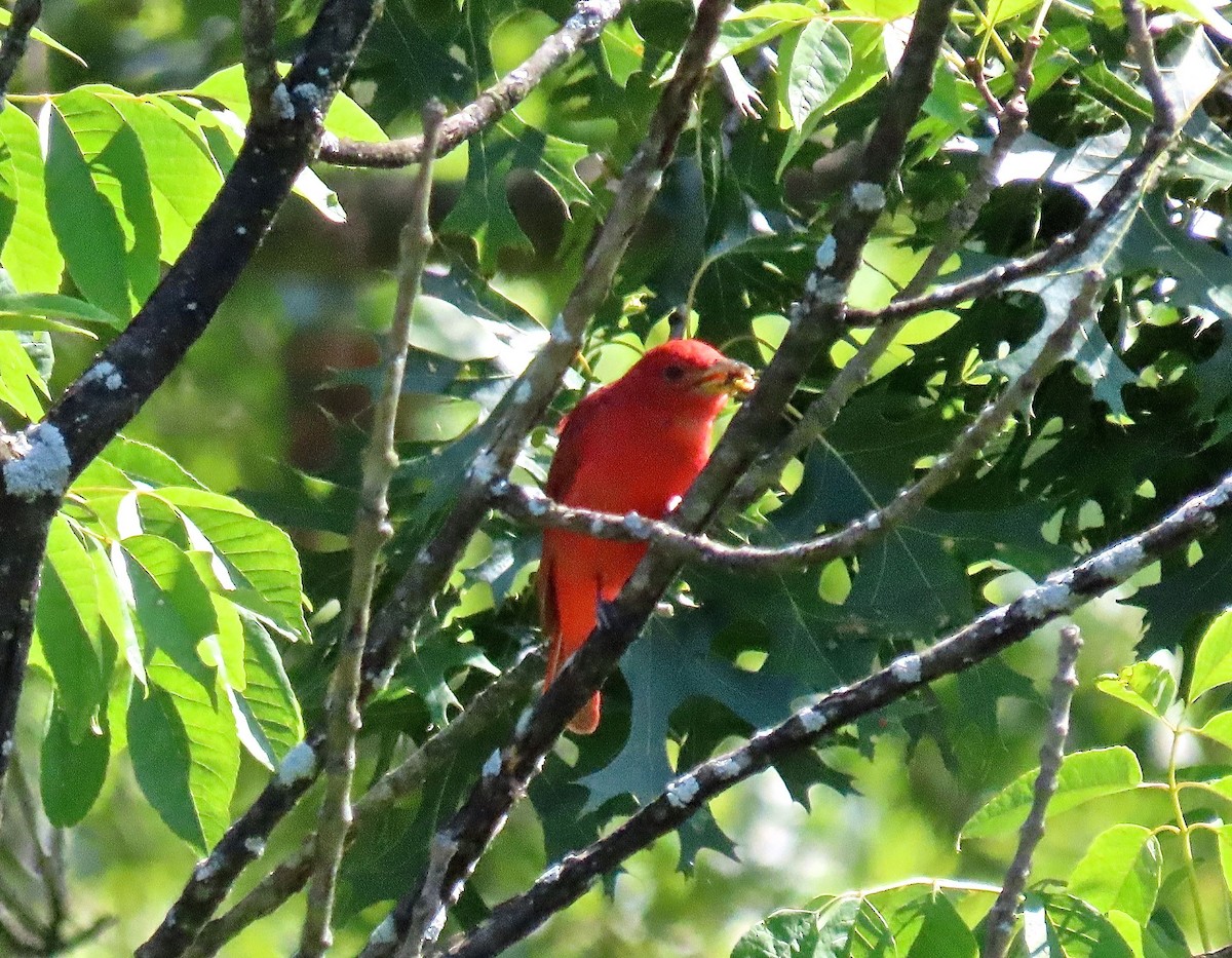 Summer Tanager - ML169441591