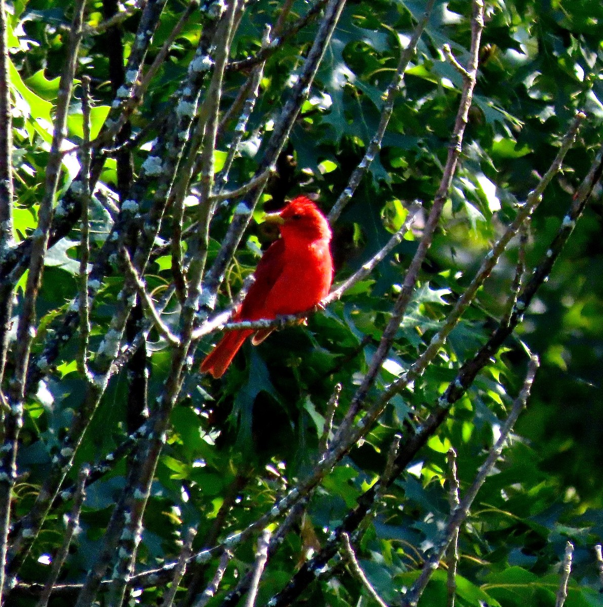 Summer Tanager - ML169441621