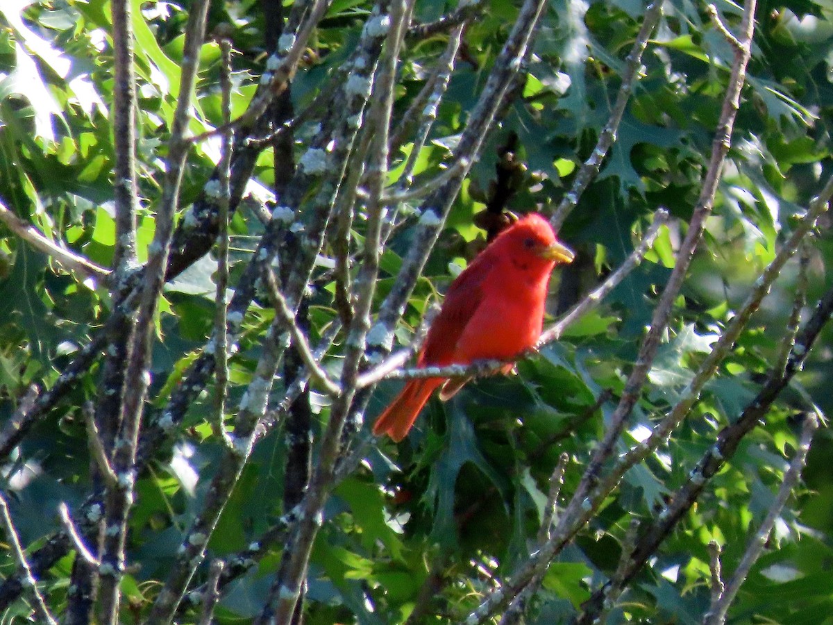 Summer Tanager - ML169441641