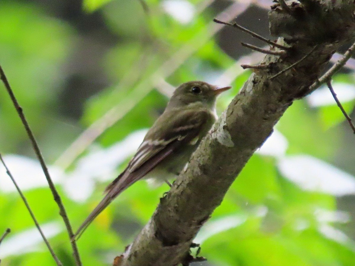 Acadian Flycatcher - ML169441731