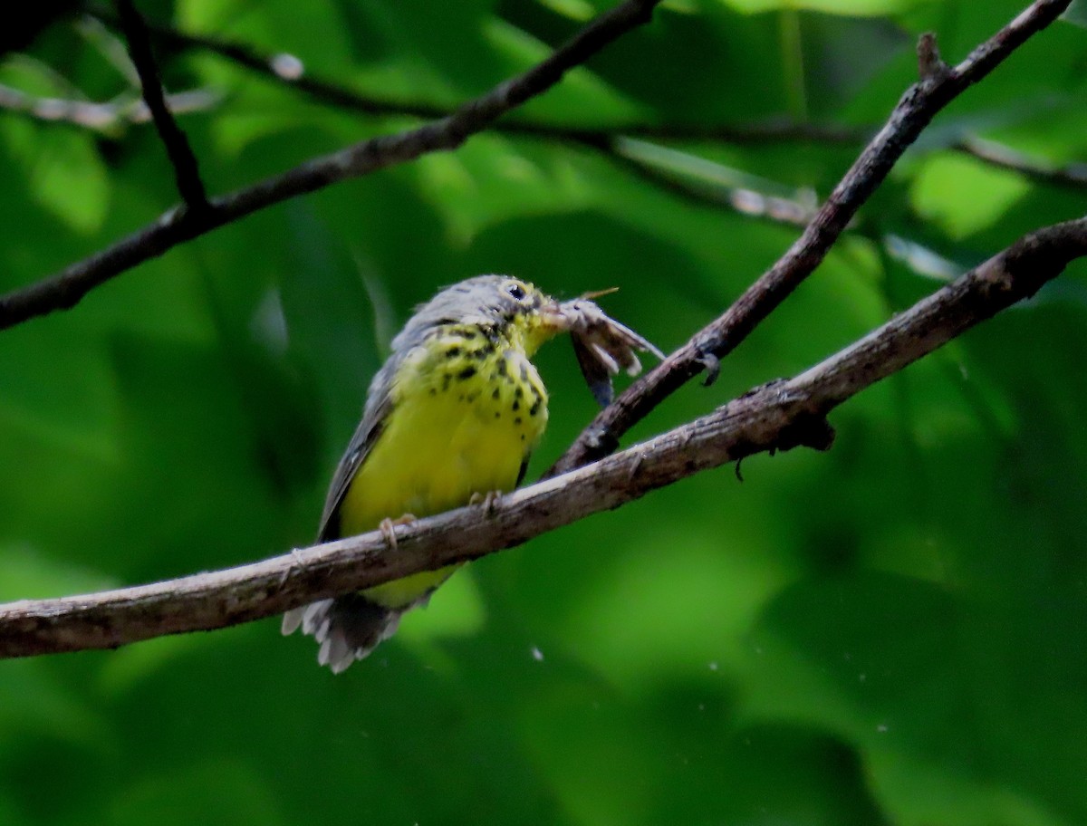 Canada Warbler - ML169442251