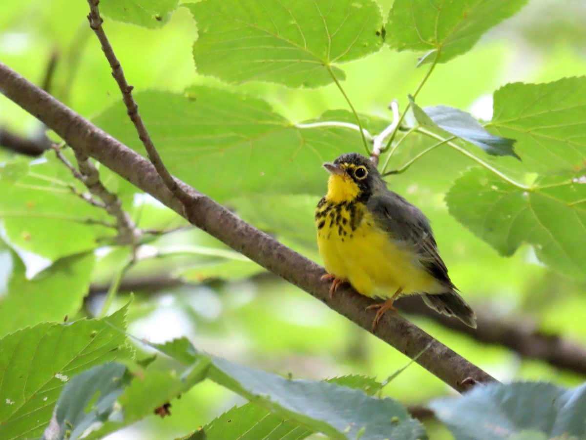 Canada Warbler - ML169442311