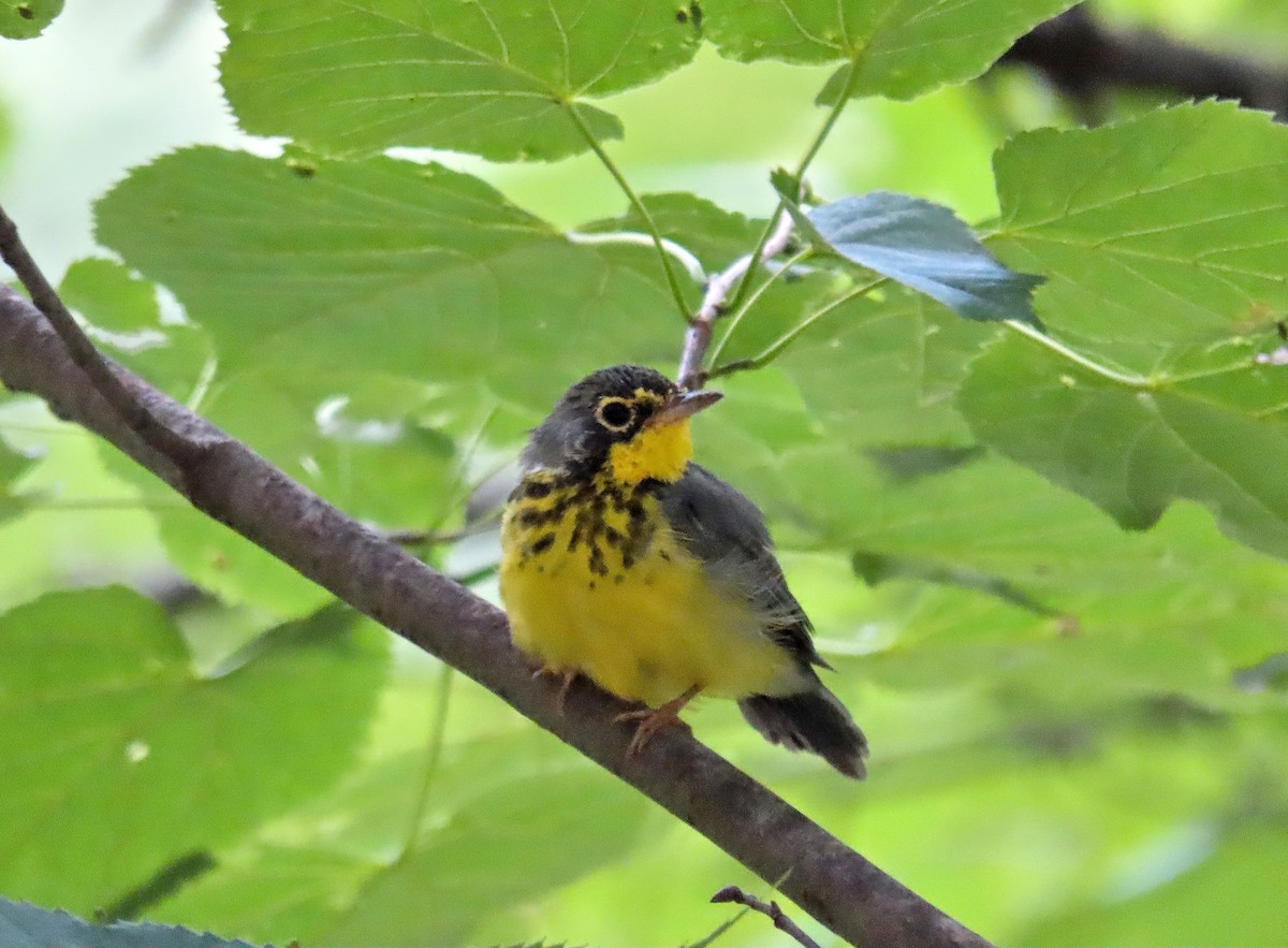 Canada Warbler - ML169442321