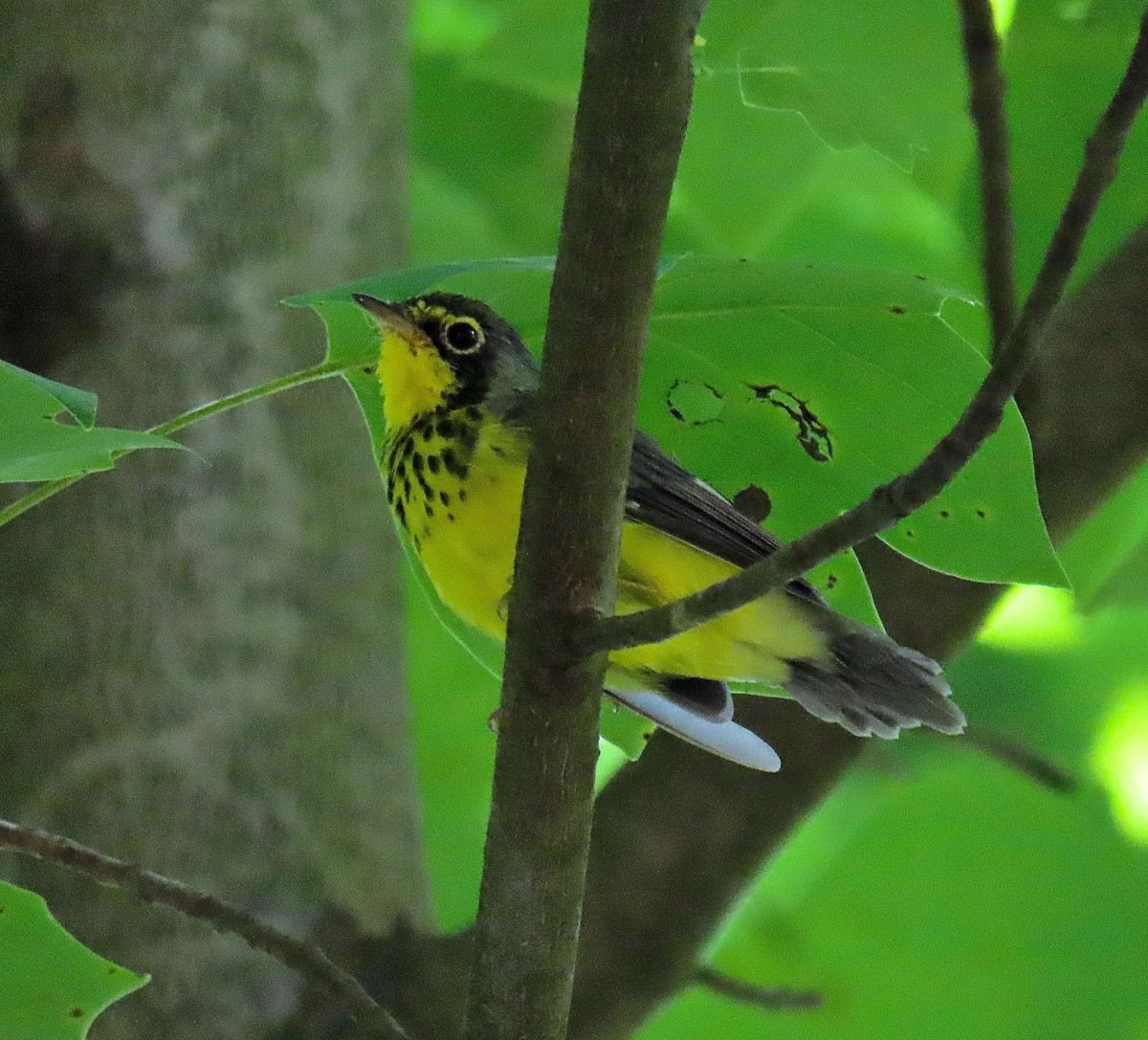 Canada Warbler - ML169442331