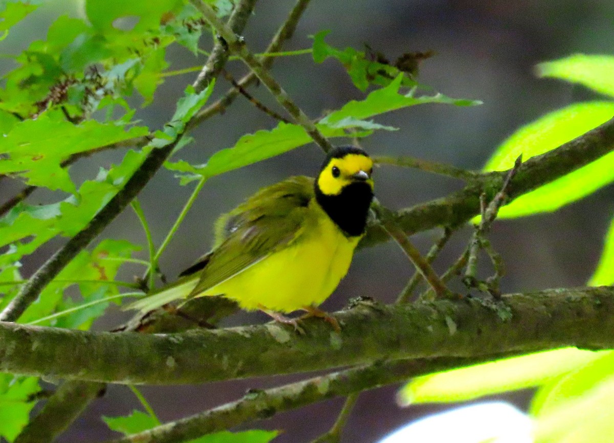 Hooded Warbler - ML169442511