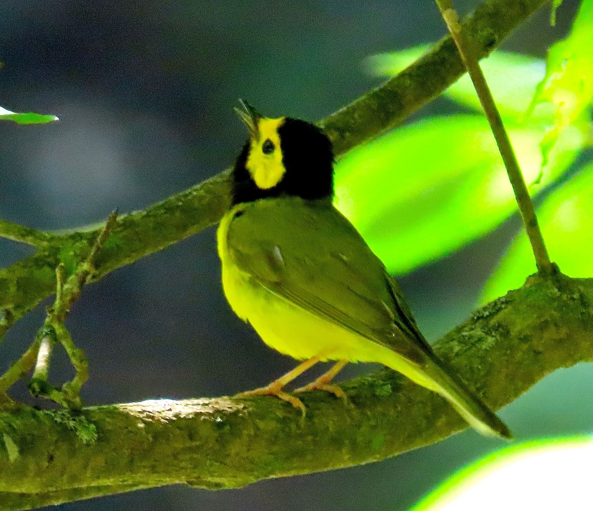 Hooded Warbler - ML169442521