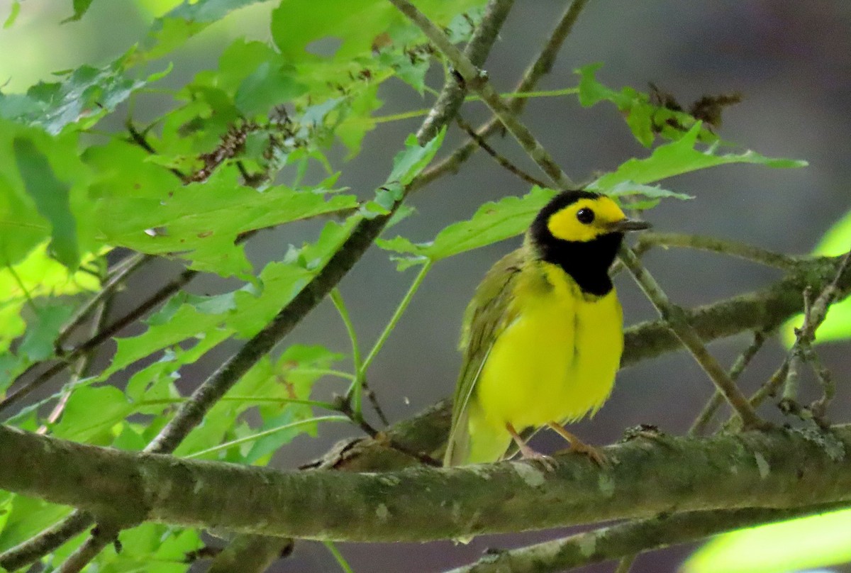 Hooded Warbler - ML169442531