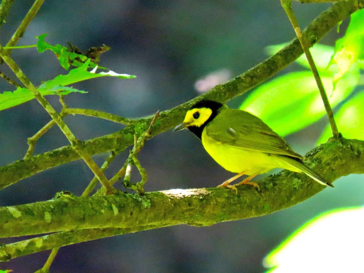 Hooded Warbler - ML169442591