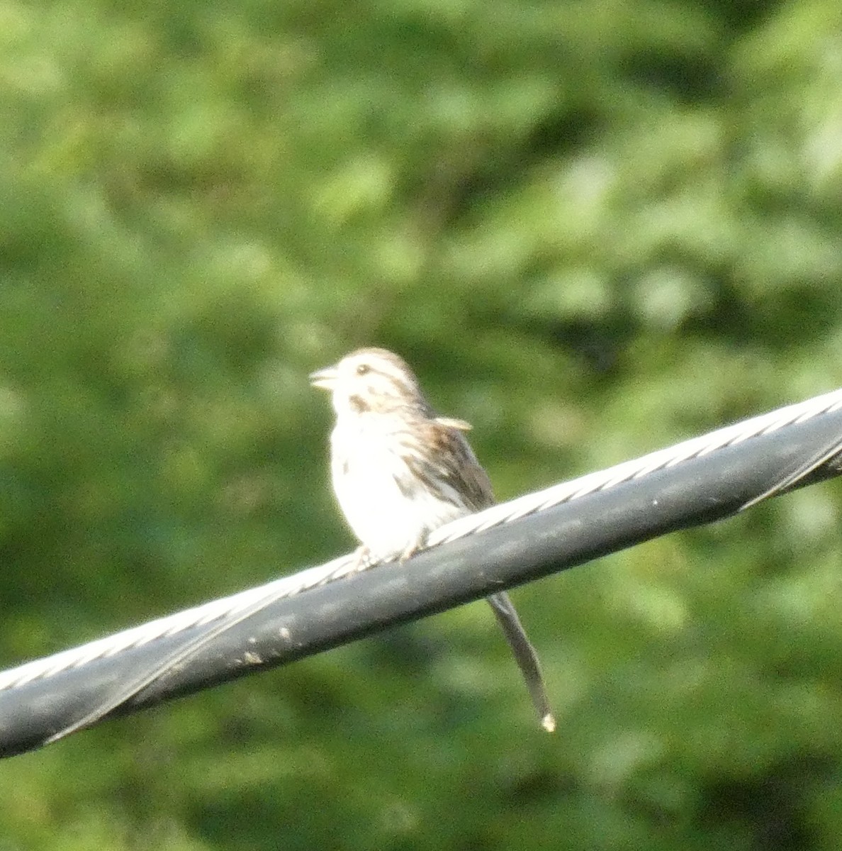 Song Sparrow - ML169442661