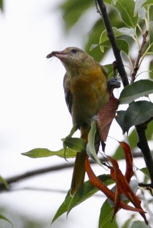 Orchard Oriole - ML169442921