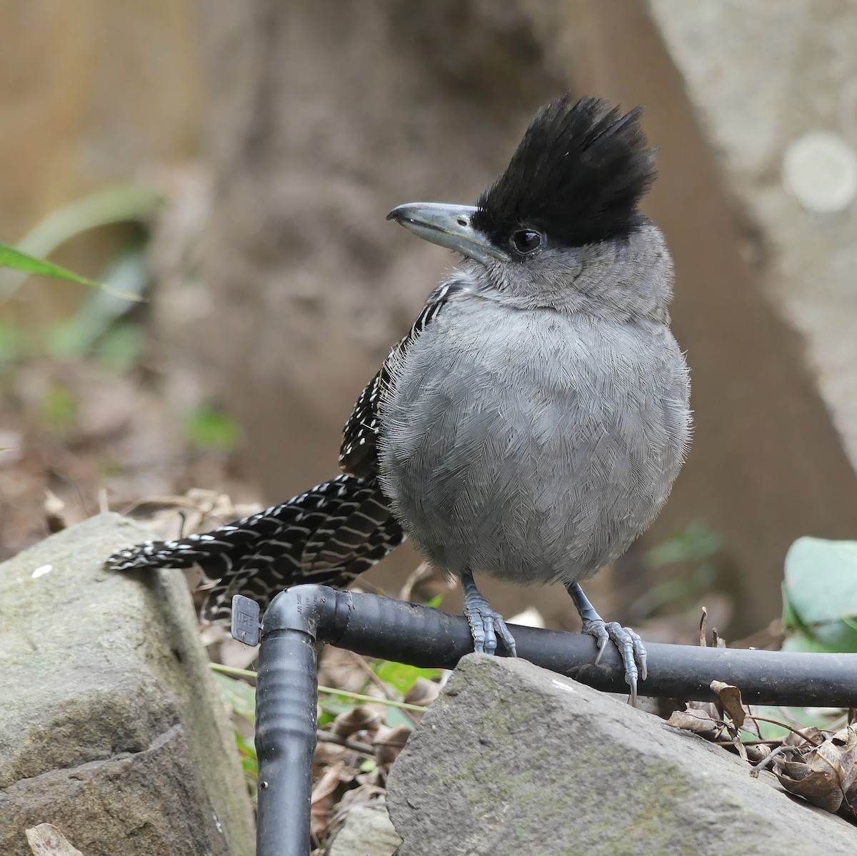 Giant Antshrike - ML169443991