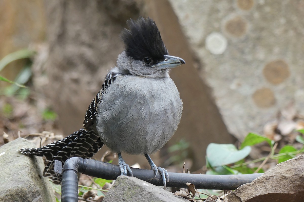 Batará Gigante - ML169444011