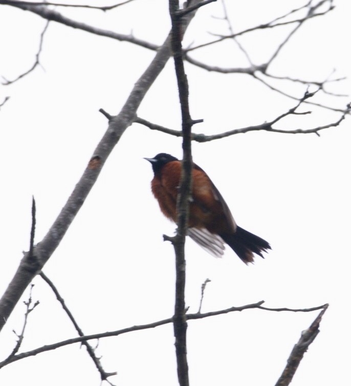 Orchard Oriole - ML169444821