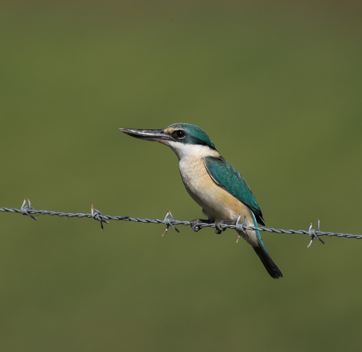 Sacred Kingfisher - ML169445331