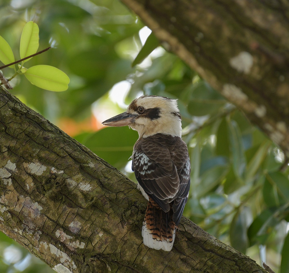 Laughing Kookaburra - ML169445511