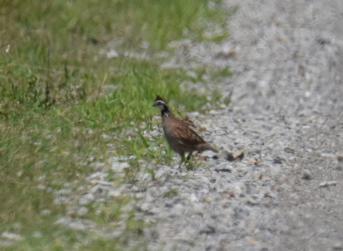 Northern Bobwhite - ML169445681