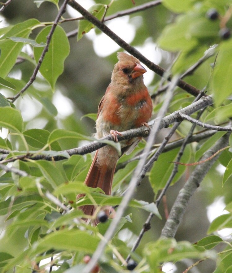 Northern Cardinal - ML169446081