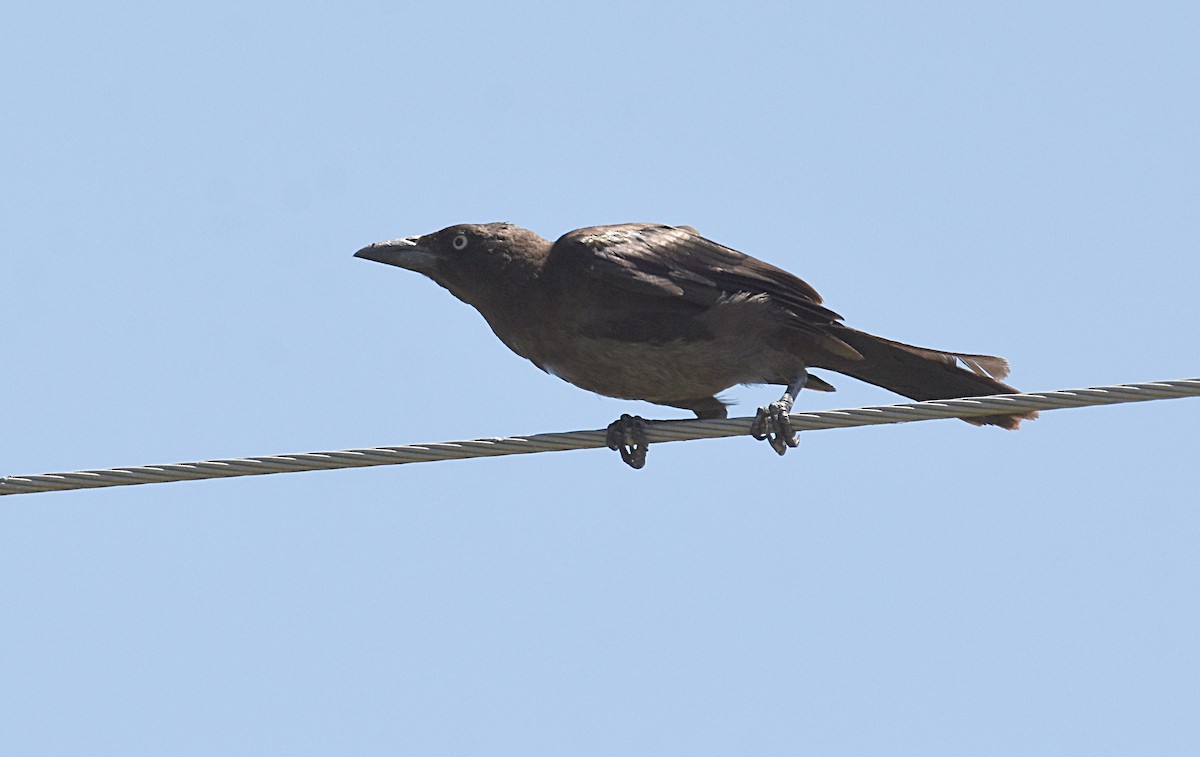 Common Grackle - ML169446391