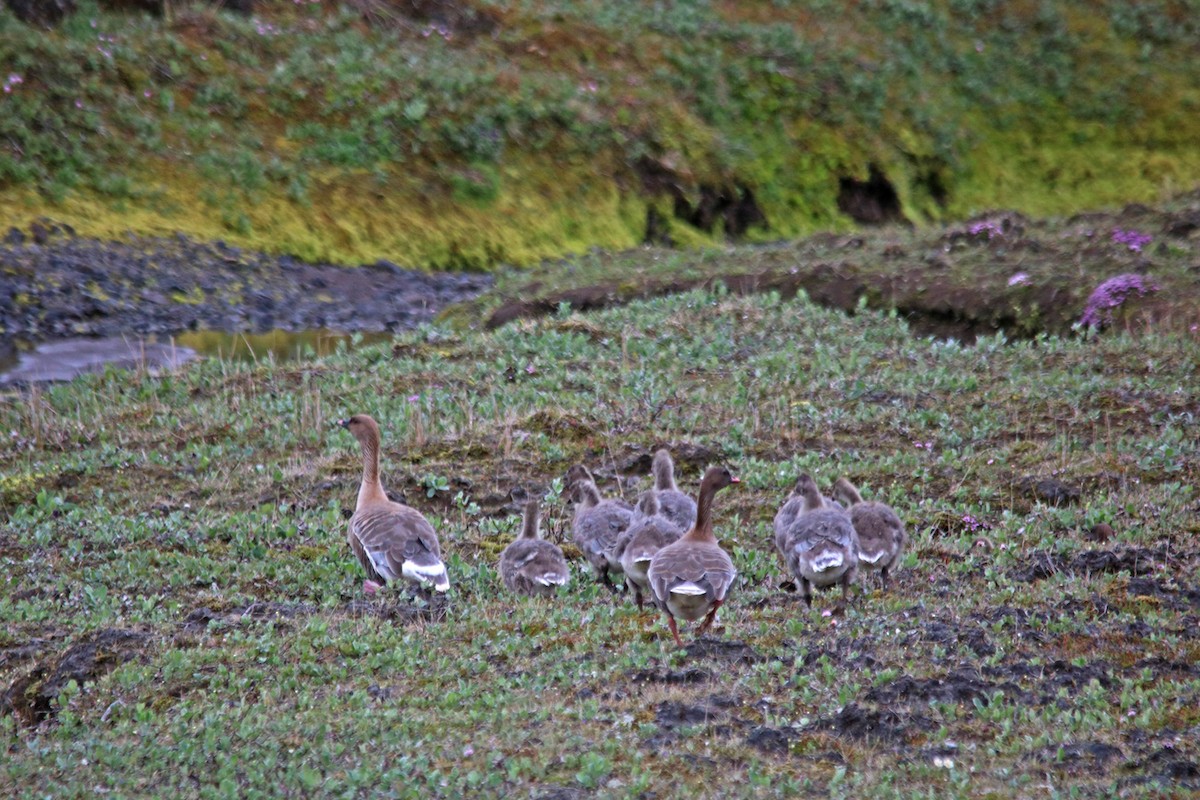 Pink-footed Goose - ML169446661