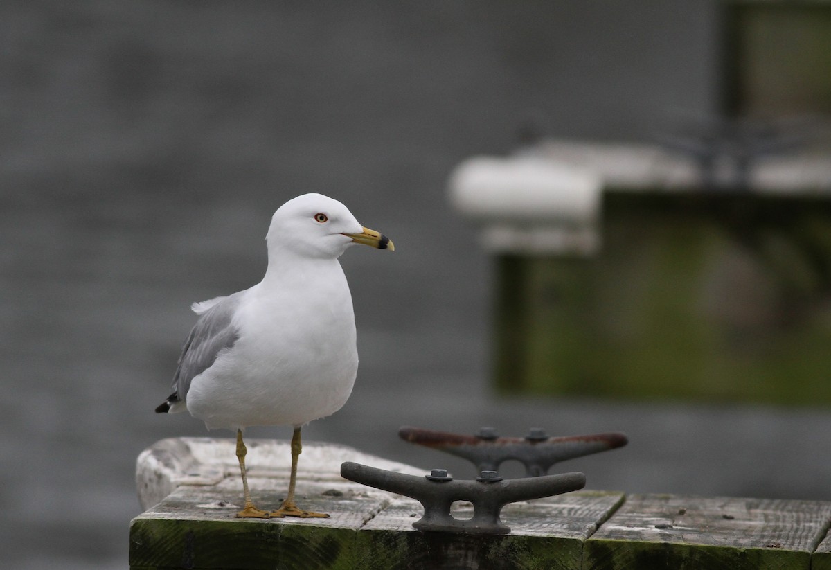 Ring-billed Gull - Matthew D. Medler