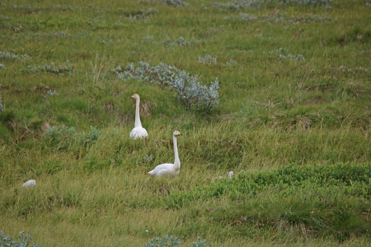 Whooper Swan - ML169449921