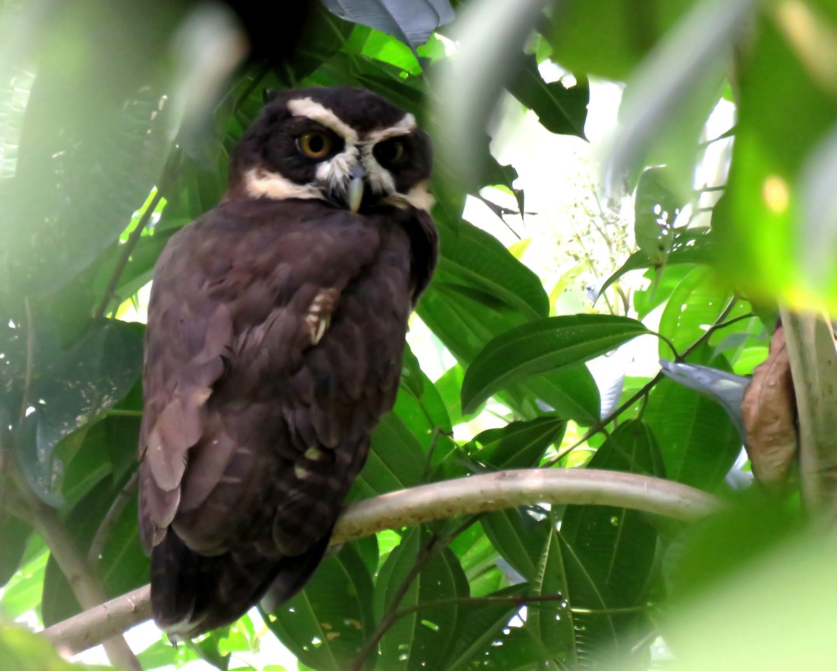 Spectacled Owl - ML169450321