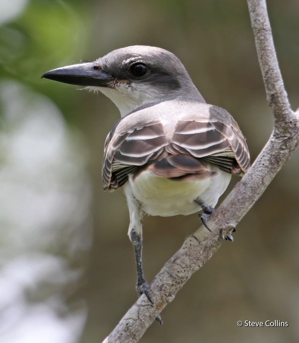 Gray Kingbird - ML169450331