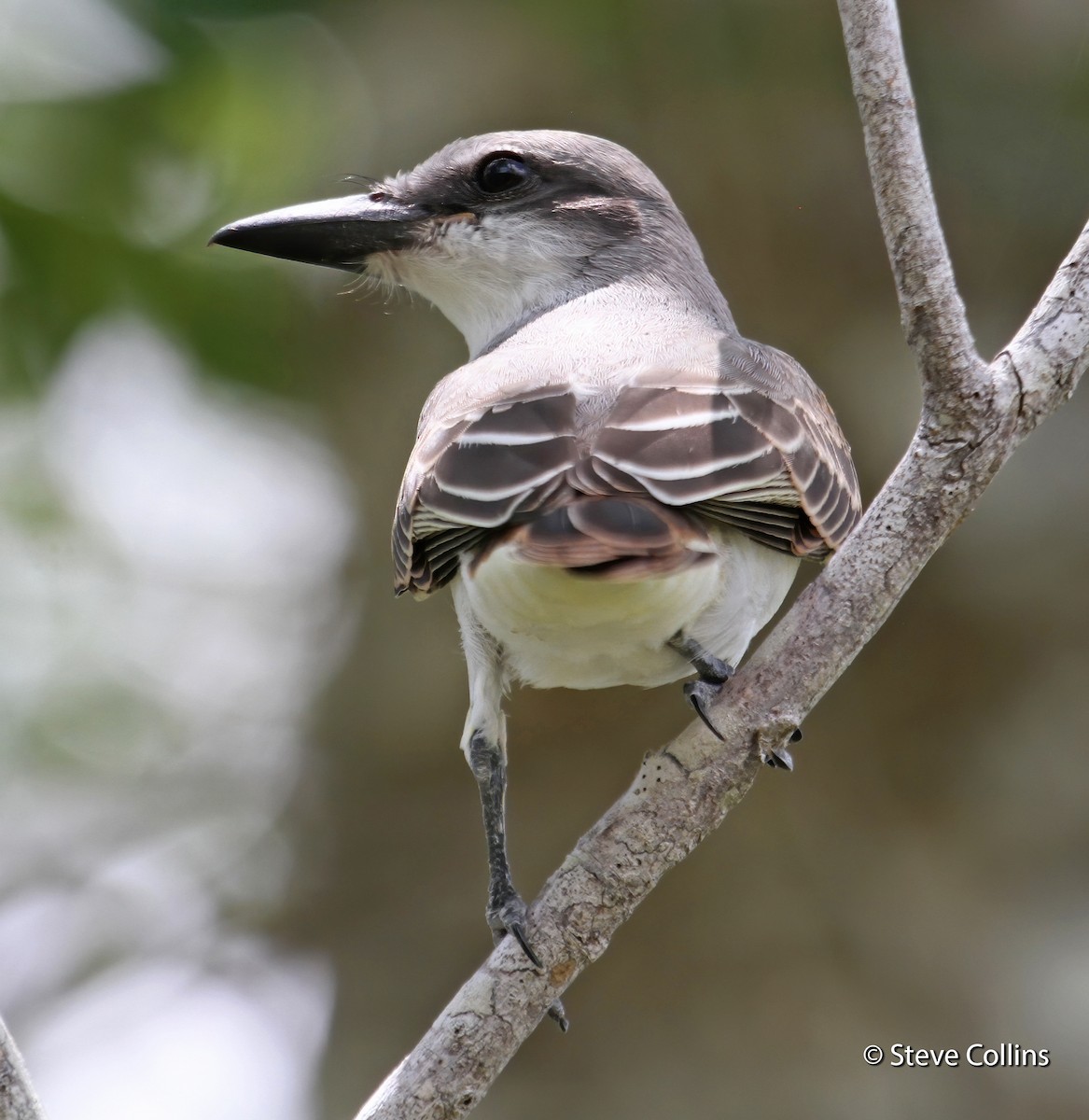 Gray Kingbird - ML169450341