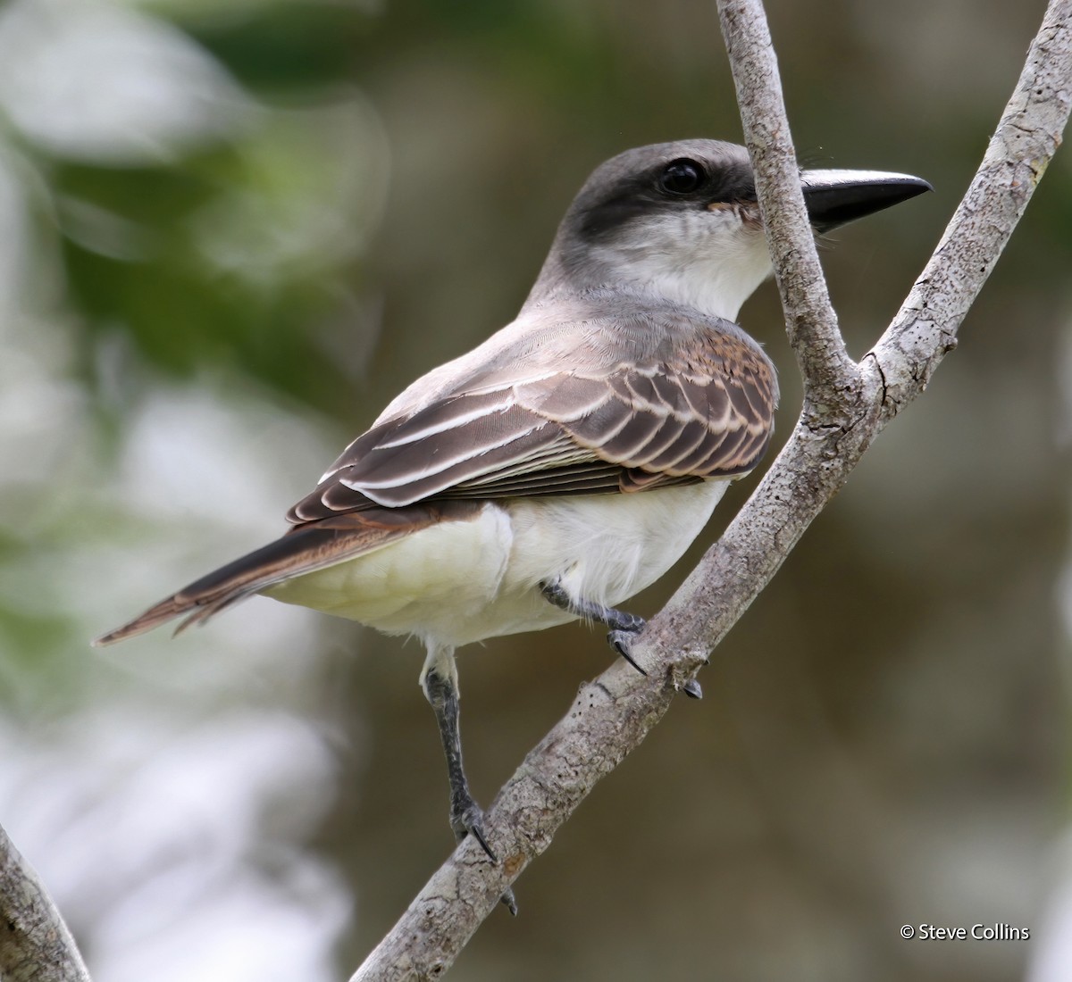 Gray Kingbird - ML169450351