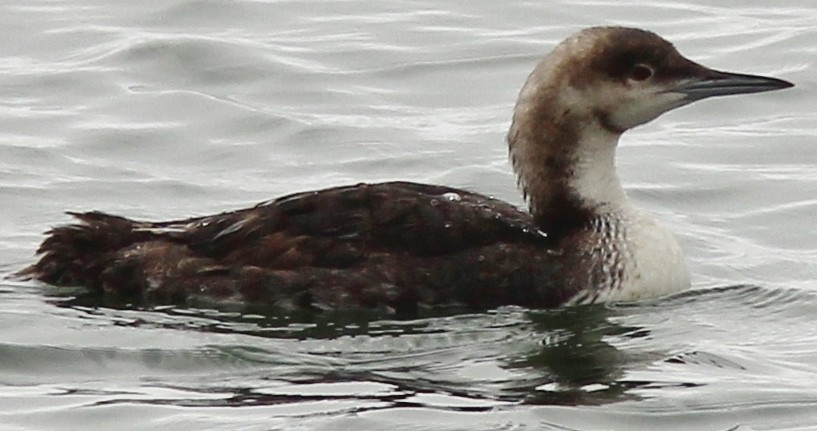 Pacific Loon - Jim Parker