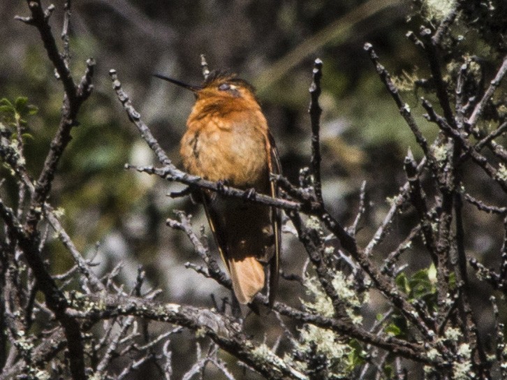 Colibri étincelant - ML169450811