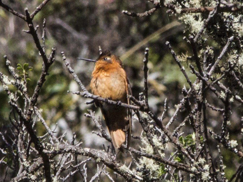 Colibri étincelant - ML169450821