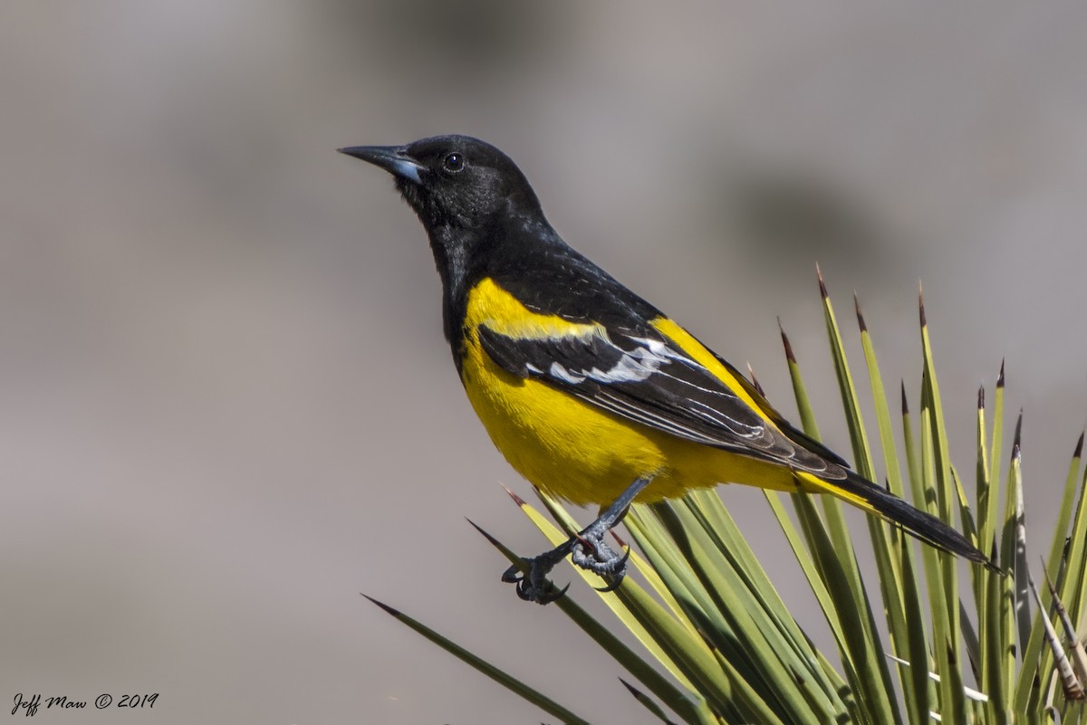 Scott's Oriole - Jeff Maw