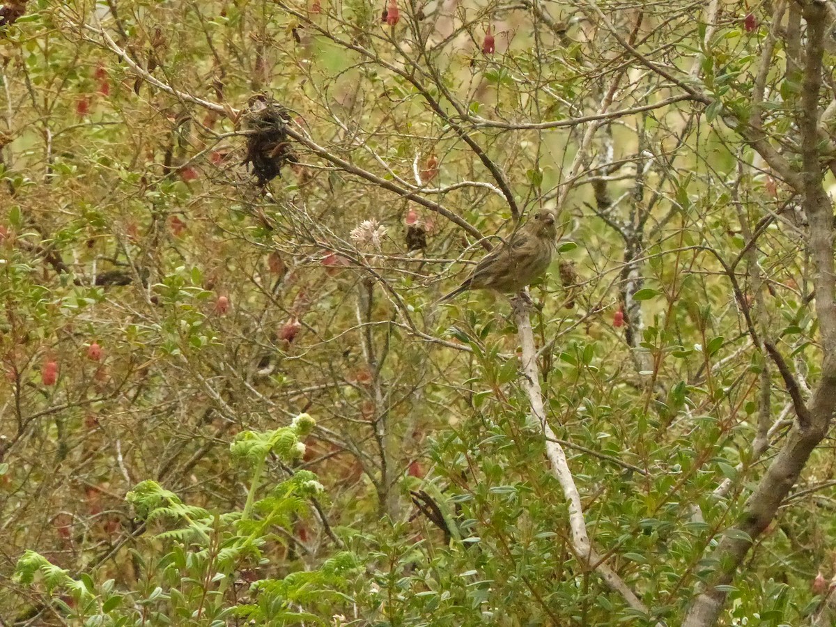 Plain-colored Seedeater - ML169451691