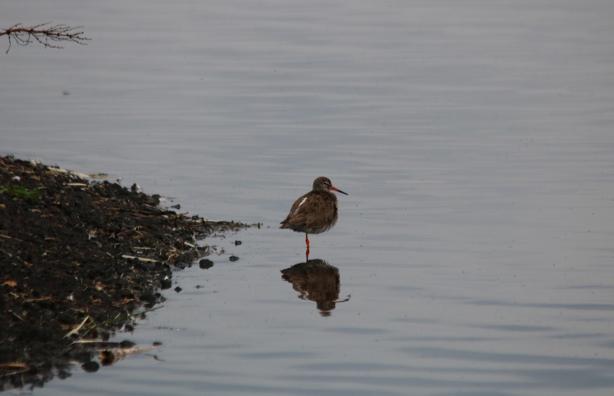 Common Redshank - John P Sullivan III