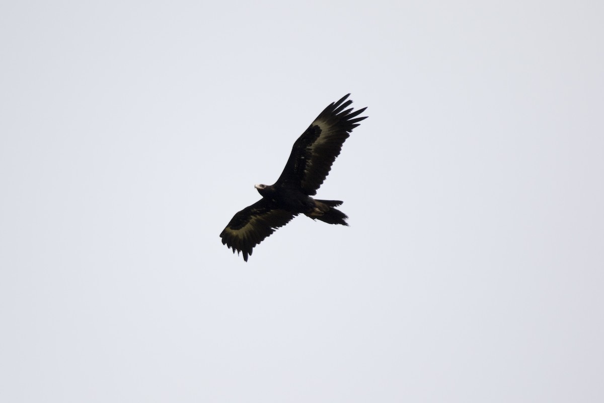 Wedge-tailed Eagle - ML169452941