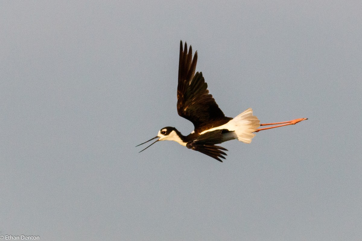 Black-necked Stilt - Ethan Denton