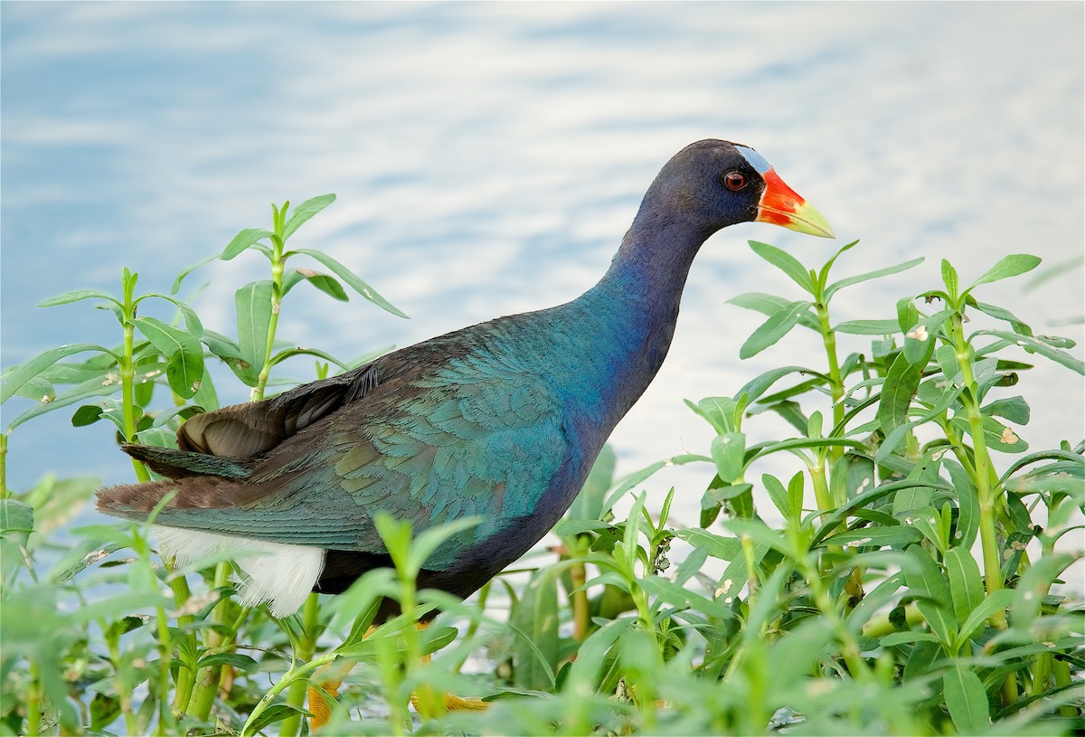 Purple Gallinule - ML169454191