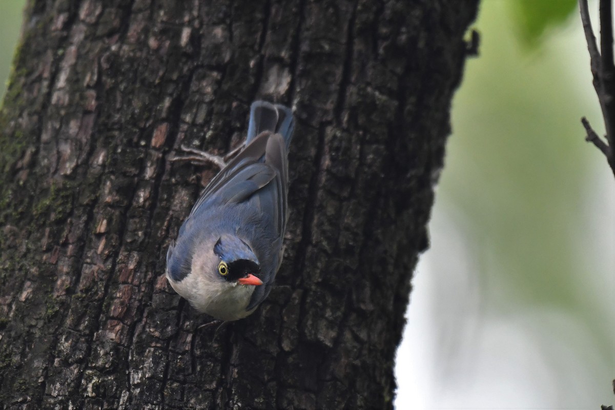 Velvet-fronted Nuthatch - ML169454851