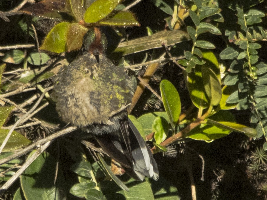 Rainbow-bearded Thornbill - ML169455681