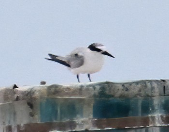 Least Tern - Steve Collins